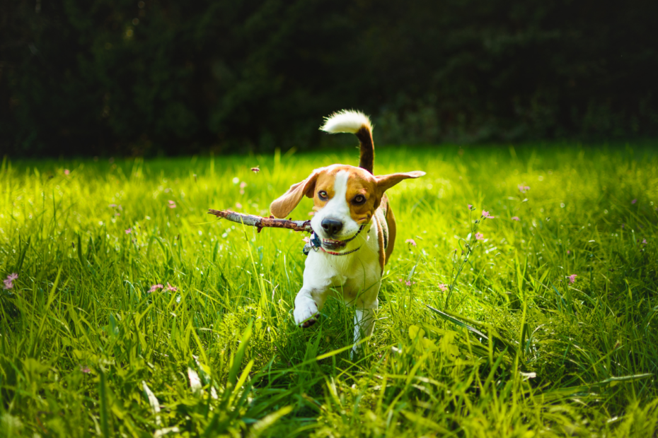 dlaczego psy jedzą trawę